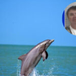 Pescador de Florida disparó y envenenó delfines: Lo condenan a prisión y multa de $51,000