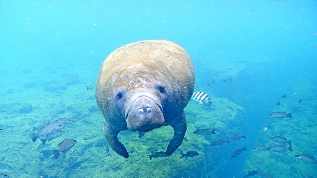 Maxwell: Florida lucha contra los esfuerzos para salvar a Manatees. Los costos de seguro aumentan de nuevo