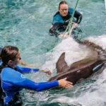 Delfines rescatados en caso de crueldad animal llegan al acuario de Clearwater