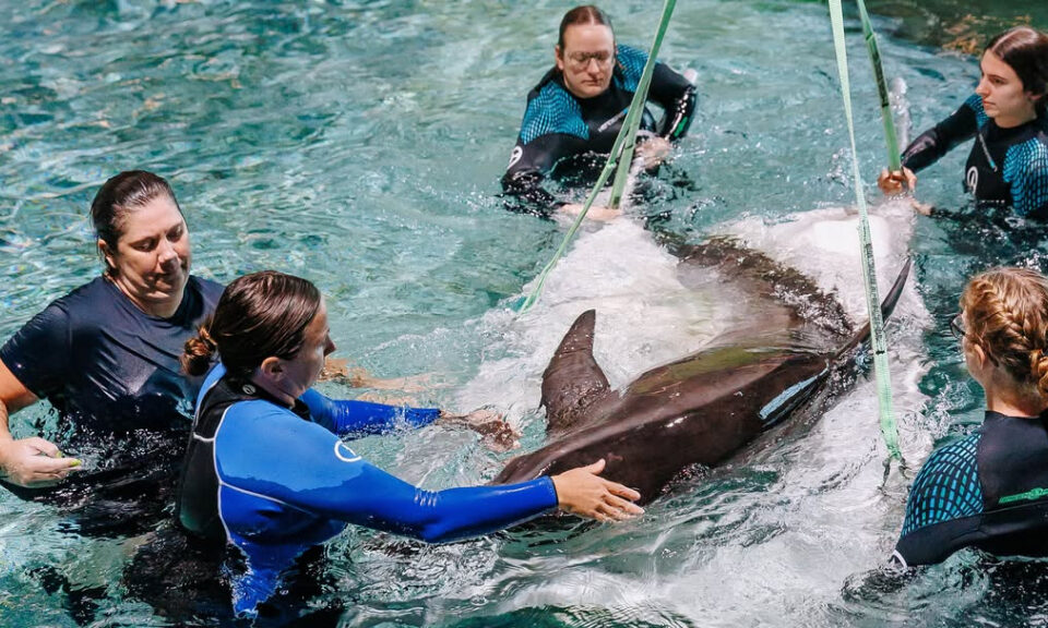 Delfines rescatados en caso de crueldad animal llegan al acuario de Clearwater