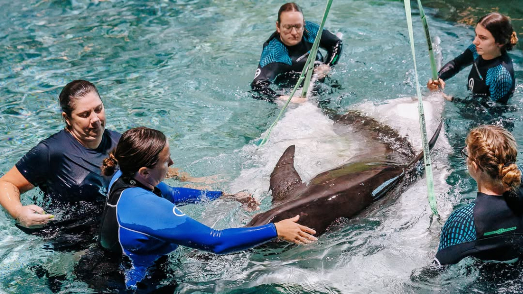 Delfines rescatados en caso de crueldad animal llegan al acuario de Clearwater