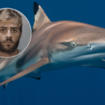 Capitán de barco apuñaló a un tiburón “en venganza” por robar su pesca