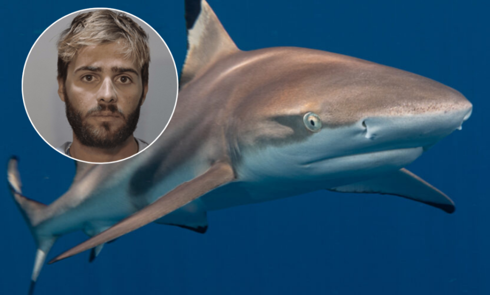 Capitán de barco apuñaló a un tiburón “en venganza” por robar su pesca