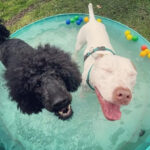 Sniffspot, la app que convierte patios en parques privados para perros en Florida