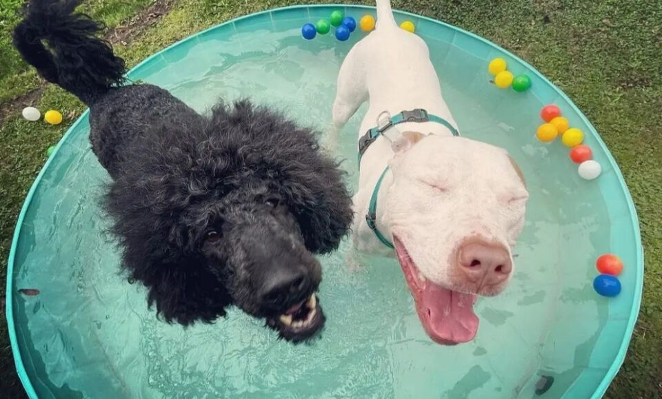 Sniffspot, la app que convierte patios en parques privados para perros en Florida