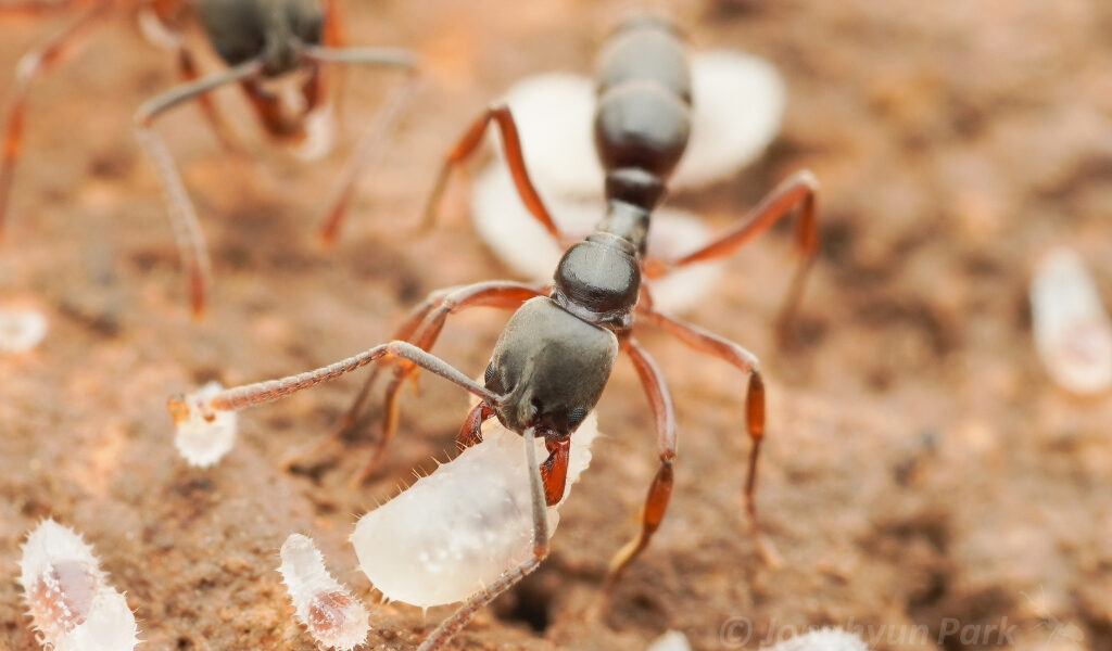 Hormiga invasora con veneno mortal se esconde en áreas verdes de Florida