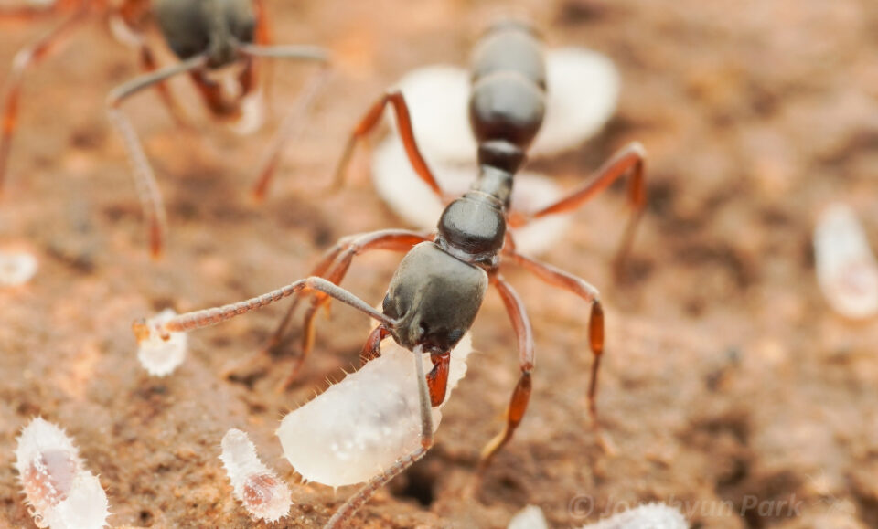 Hormiga invasora con veneno mortal se esconde en áreas verdes de Florida