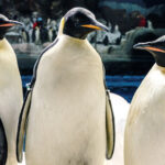 SeaWorld Orlando exhibirá pingüinos emperador en exclusiva
