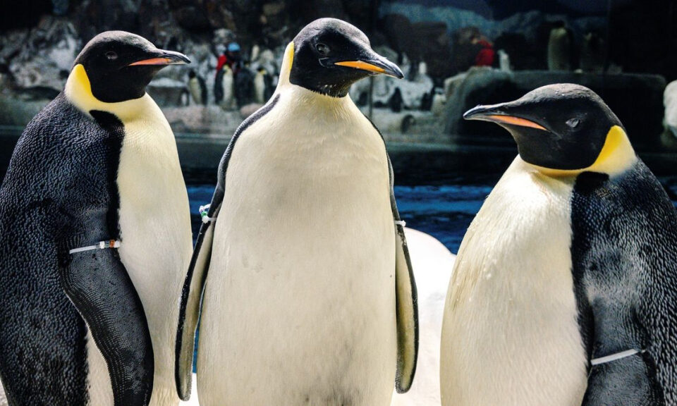 SeaWorld Orlando exhibirá pingüinos emperador en exclusiva