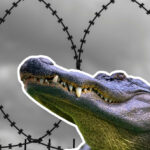 Florida planea centro de detención en los Everglades: “Alligator Alcatraz”