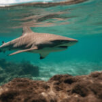 Tiburón nada peligrosamente cerca de niños en playa de Fort Lauderdale
