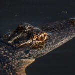 Florida detendrá a migrantes en una nueva instalación en los Everglades llamada «Alligator Alcatraz» | CNN