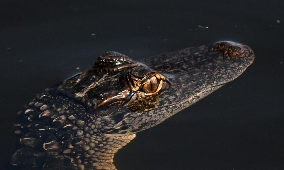 Florida detendrá a migrantes en una nueva instalación en los Everglades llamada «Alligator Alcatraz» | CNN