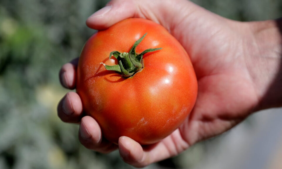 Con las tarifas de Trump, ¿puede el arso Tomato de Florida encontrar amor? | Columna