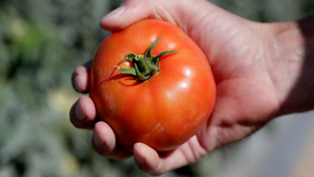 Con las tarifas de Trump, ¿puede el arso Tomato de Florida encontrar amor? | Columna