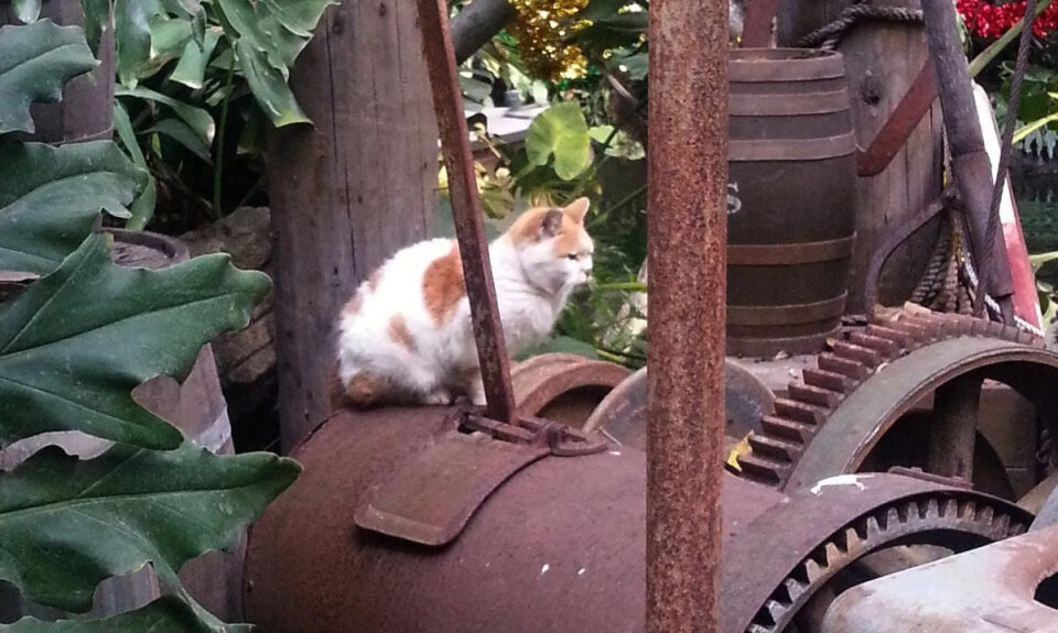 El ejército de gatos de Disneyland al que los visitantes no pueden acercarse