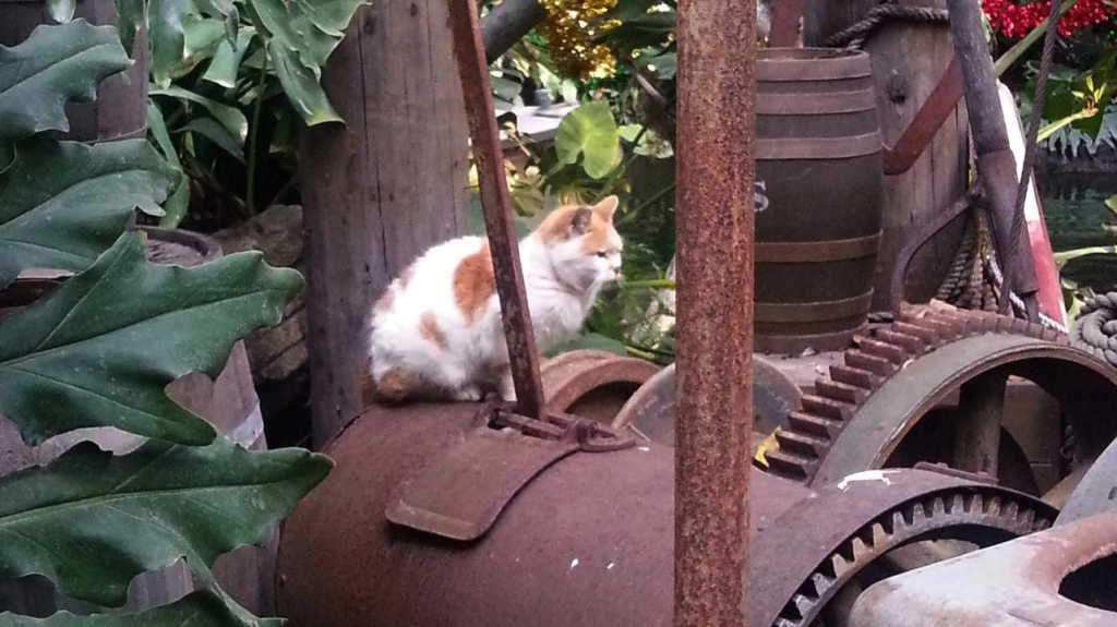 El ejército de gatos de Disneyland al que los visitantes no pueden acercarse