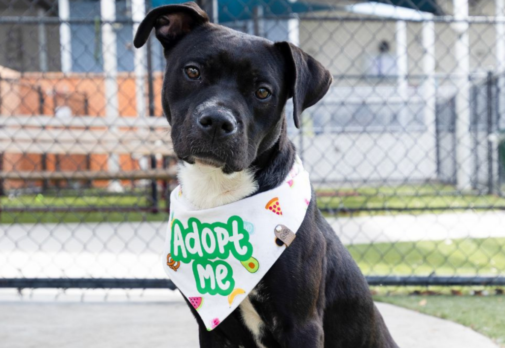 perros mascotas refugios Miami