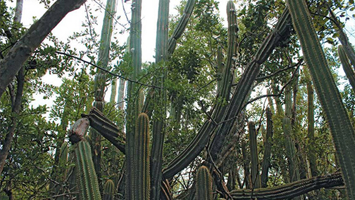 The Key Largo Tree Cactus, Pilosocereus Millspaughii, en Hábitat en el Parque Estatal John Pennekamp Coral Reef, en 2015. (James Lange/cortesía)