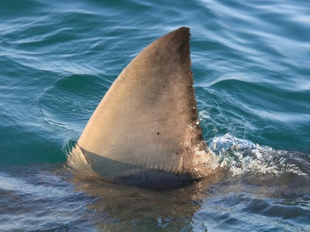tiburón