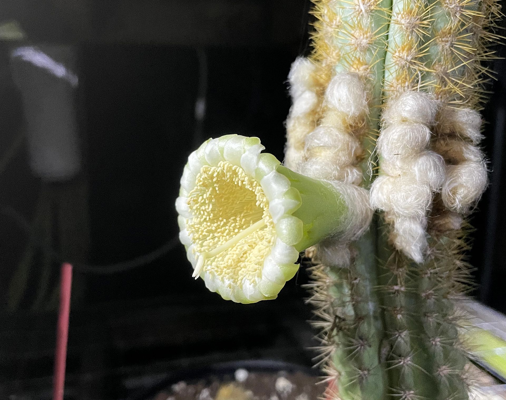 Se cree que el cactus de árbol LARGO clave (Pilosocereus Millspaughii) es la primera extinción local de una especie causada por el aumento del nivel del mar en el país. (Cortesía de Susan Kolterman/TNS)