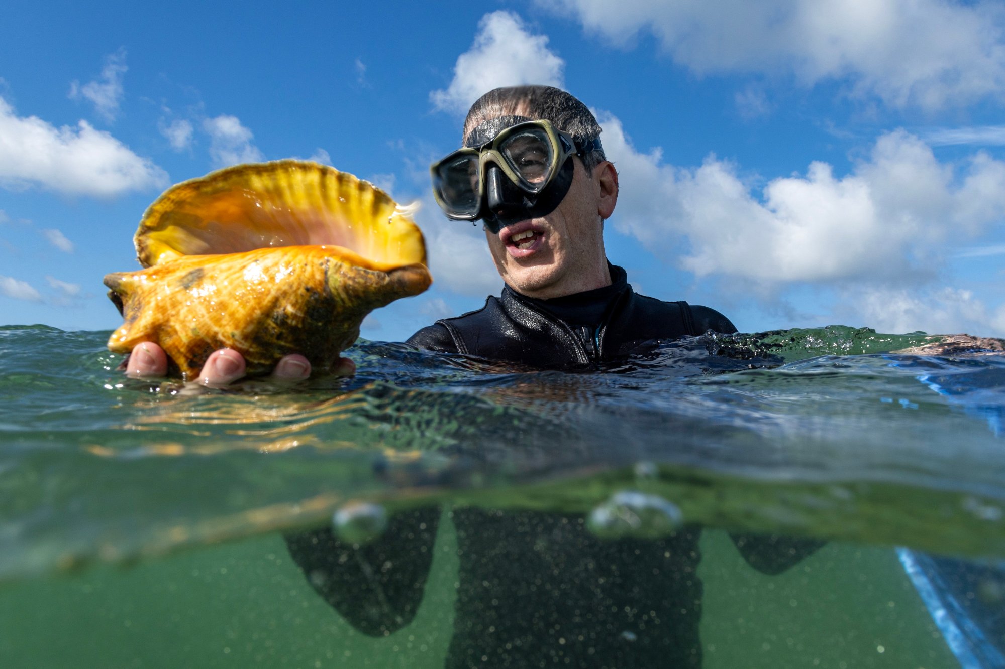 La Comisión de Conservación de Pesca y Vida Silvestre de Florida, el científico de investigación asociado Gabriel Delgado, tiene una caracol de la reina durante una inmersión con FWC el lunes 10 de junio de 2024, en Miami, Florida, el personal de FWC y los voluntarios recolectaron espécimen en tierra para ser trasladado a una ubicación en alta mar para una mayor posibilidad de reproducir con éxito. (Da Varela/Miami Herald)