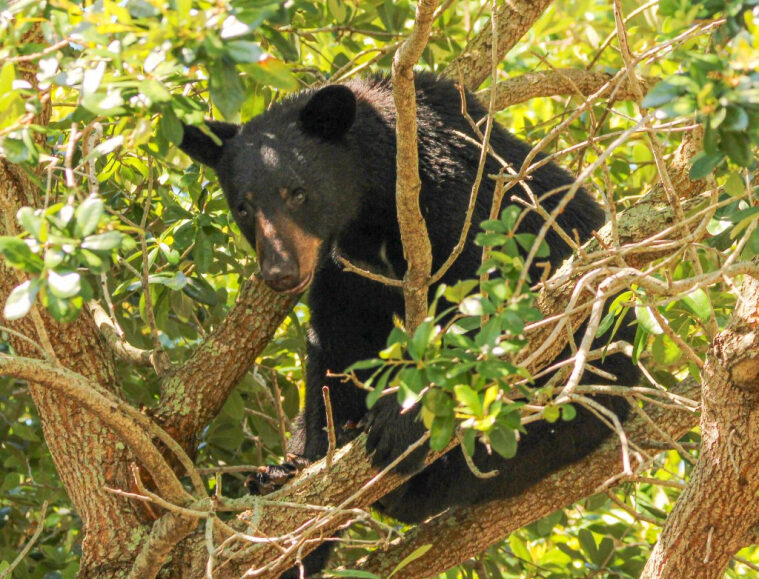 Bear avistó cerca del estadio de fútbol de Orlando y cerca de una escuela primaria