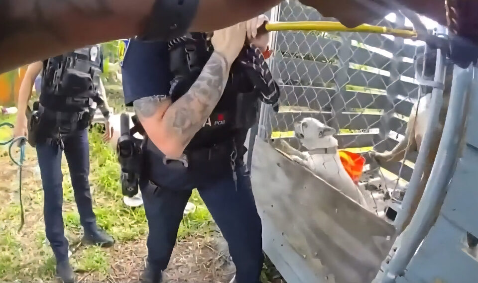 Fort Lauderdale presenta unidad policial especializada contra el maltrato animal