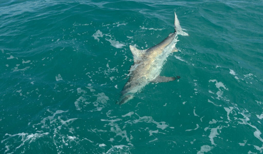 Sharkfest 2025 en Nat Geo: Por qué este condado de Florida Central es ‘Capital de mordida del mundo’
