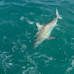 Sharkfest 2025 en Nat Geo: Por qué este condado de Florida Central es ‘Capital de mordida del mundo’