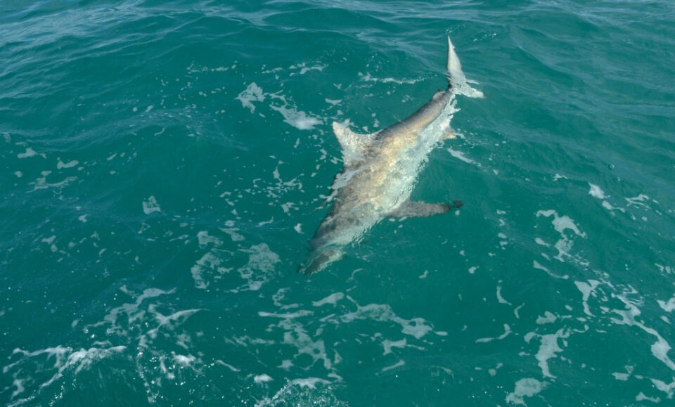 Sharkfest 2025 en Nat Geo: Por qué este condado de Florida Central es ‘Capital de mordida del mundo’