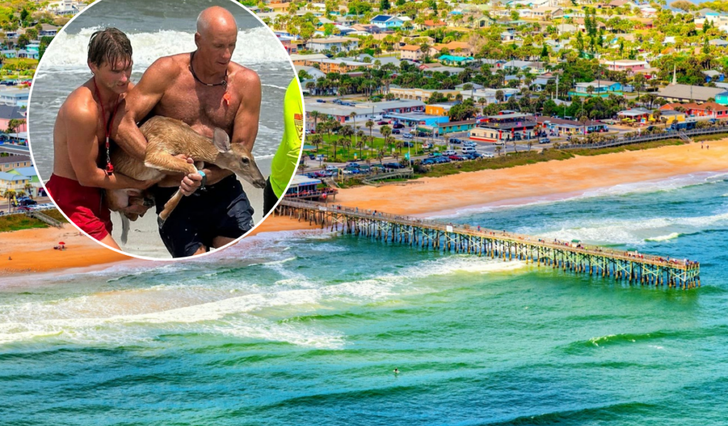 Salvavidas rescatan a un ciervo en apuros en Flagler Beach