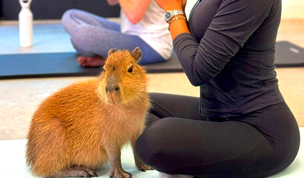 Con capibaras bebés: La forma más adorable de practicar yoga en Miami