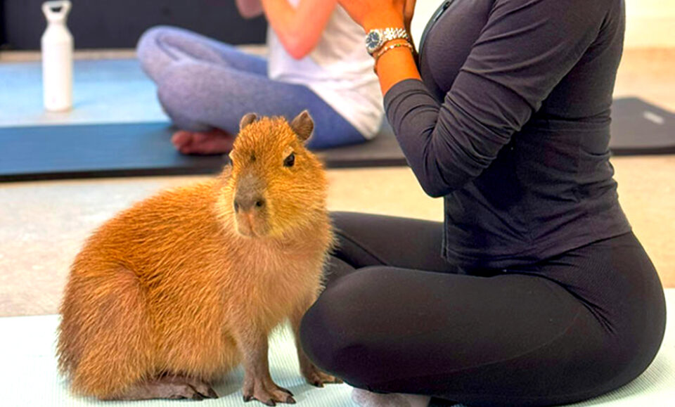 Con capibaras bebés: La forma más adorable de practicar yoga en Miami