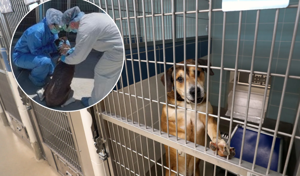 Refugios en crisis por brotes en el sur de Florida: hacen llamado urgente a adoptar