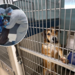 Refugios en crisis por brotes en el sur de Florida: hacen llamado urgente a adoptar