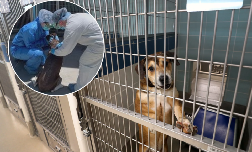 Refugios en crisis por brotes en el sur de Florida: hacen llamado urgente a adoptar