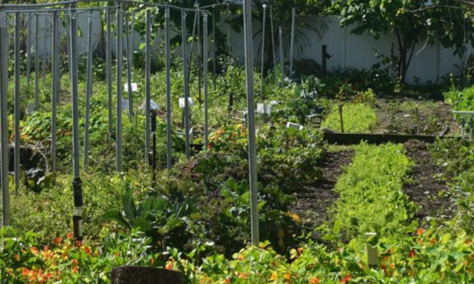 La agricultura urbana se está arraigando en San Petersburgo