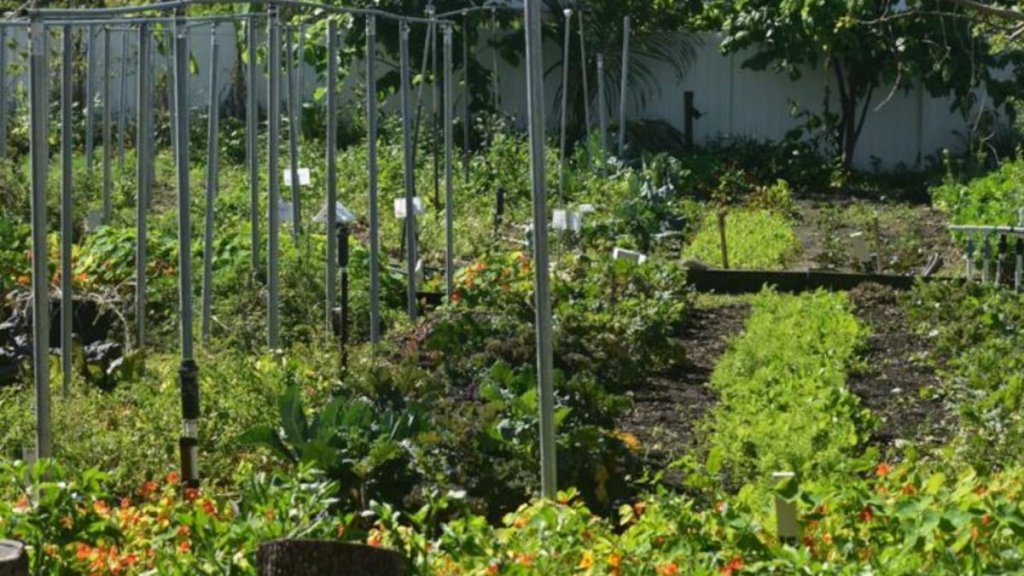 La agricultura urbana se está arraigando en San Petersburgo