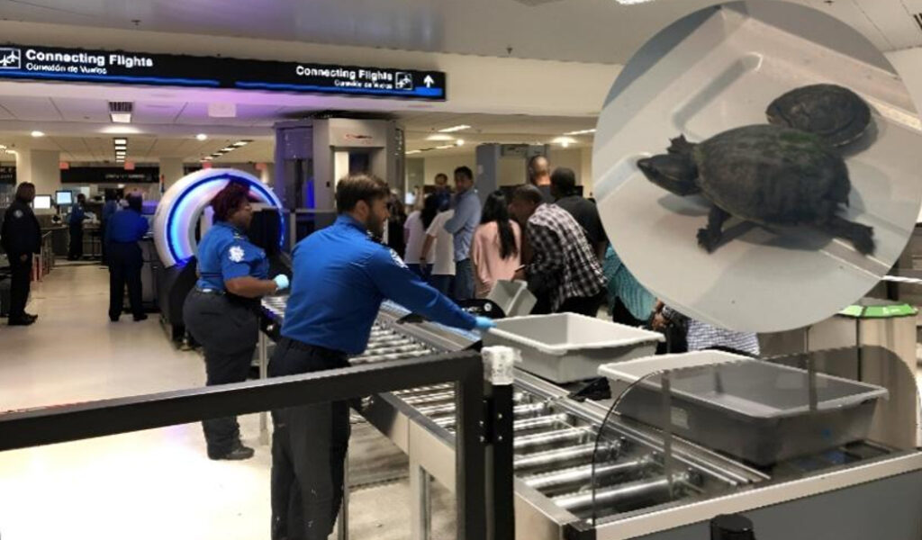 Mujer intenta pasar control en aeropuerto de Miami con tortugas ocultas en su busto