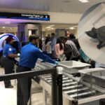 Mujer intenta pasar control en aeropuerto de Miami con tortugas ocultas en su busto