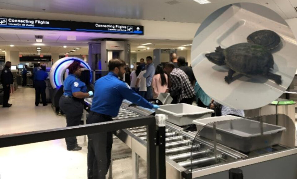 Mujer intenta pasar control en aeropuerto de Miami con tortugas ocultas en su busto