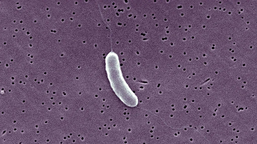 bacteria