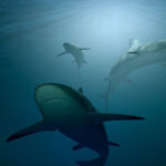 Florida concentra la mayoría de ataques de tiburones de EEUU: nueve de sus playas encabezan la lista