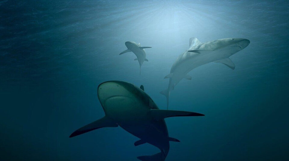 Florida concentra la mayoría de ataques de tiburones de EEUU: nueve de sus playas encabezan la lista