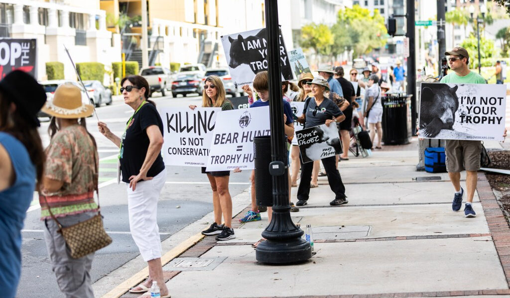 Los enemigos de la caza del osito de Florida tienen como objetivo detenerlo o hacerlo «menos cruel» en la votación final el miércoles