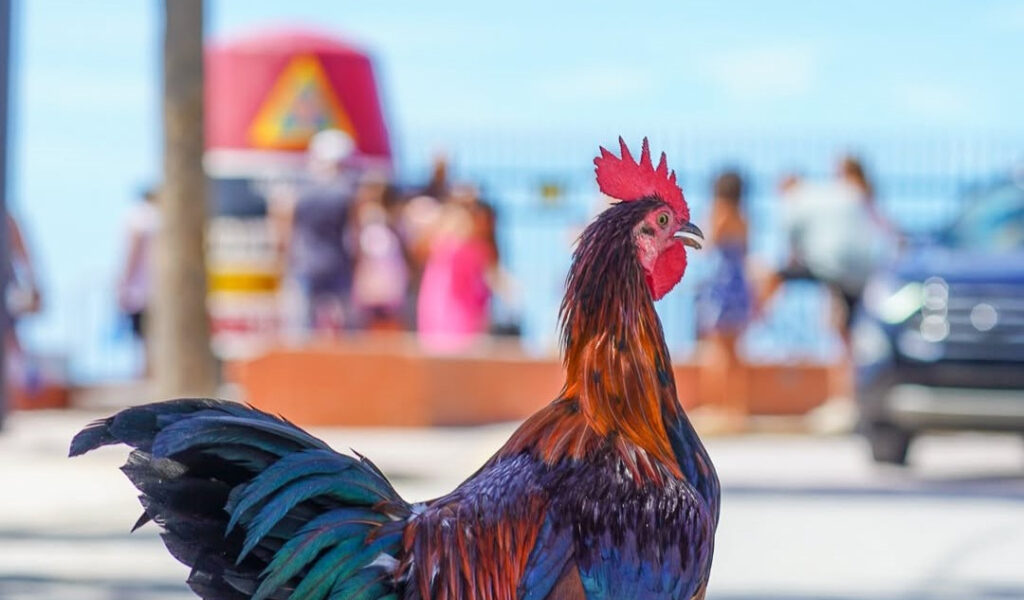 La estricta regla de Key West sobre los pollos callejeros: romperla te costaría caro