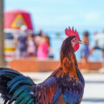 La estricta regla de Key West sobre los pollos callejeros: romperla te costaría caro