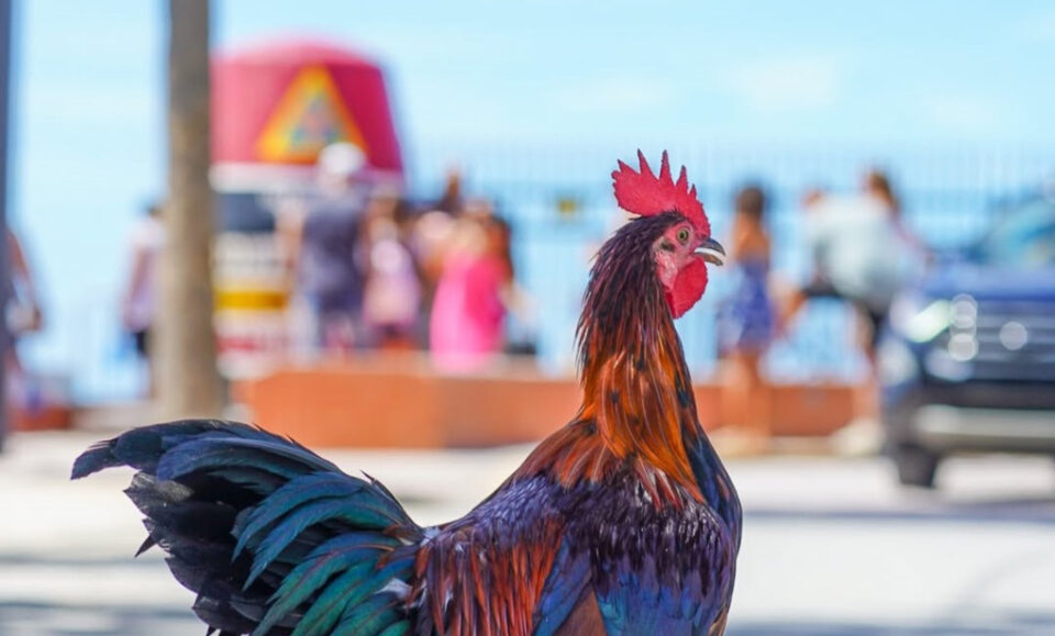 La estricta regla de Key West sobre los pollos callejeros: romperla te costaría caro