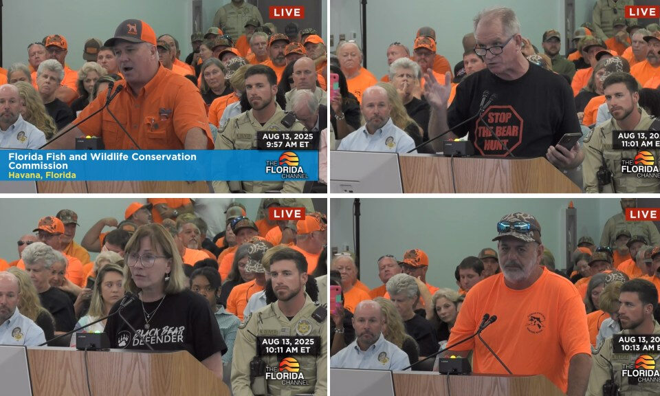 Florida aprueba First Bear Hunt en una década, desafiando una oleada de oponentes